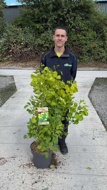 Cotinus Golden Spirit 12 Litre Pot 80/100cm