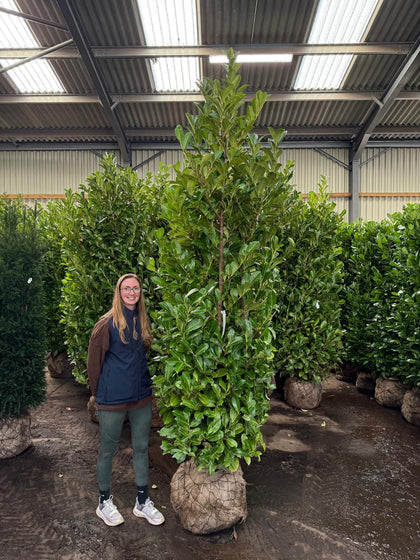Cherry Laurel Hedging Super Size 225/250cm Root Ball