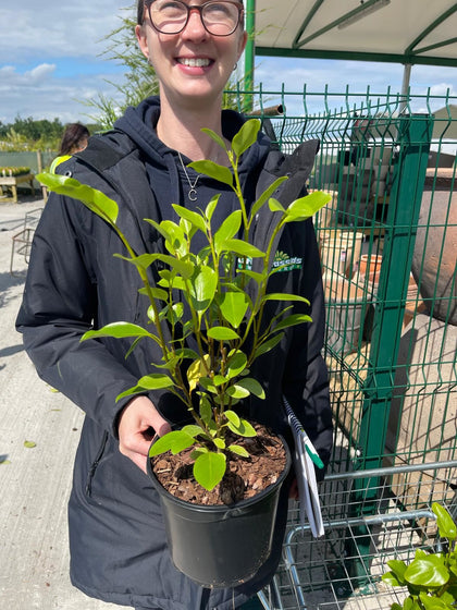 Griselinia Litorialis 2 Litre Pot
