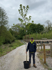 Davidia Involucrata 8/10cm Girth Pre Order/Ready For June