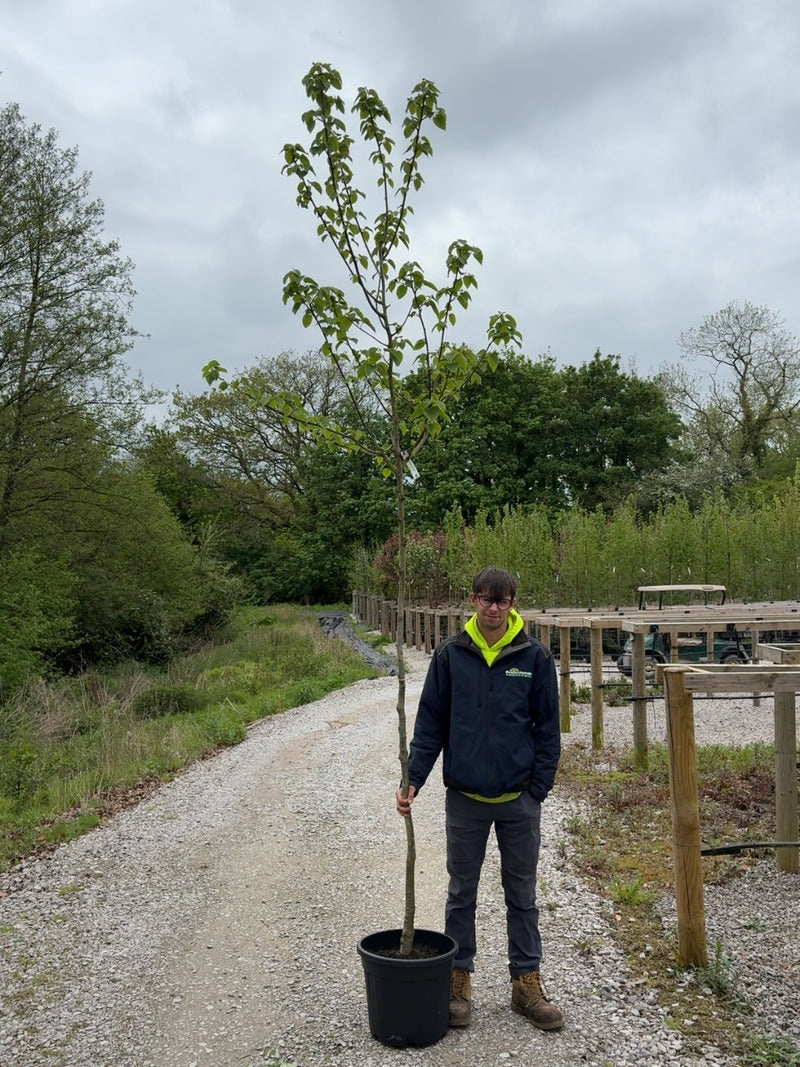 Davidia Involucrata 8/10cm Girth Pre Order/Ready For June