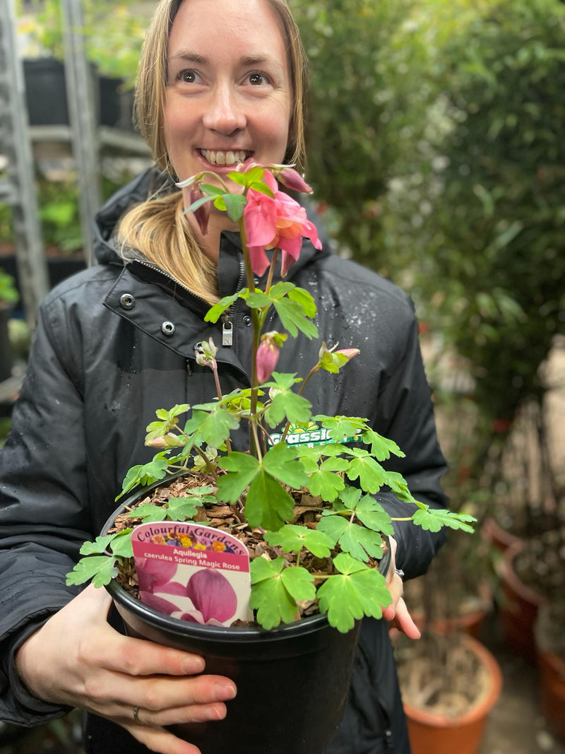 Aquilegia Spring Magic Roseus 3 Litre Pot