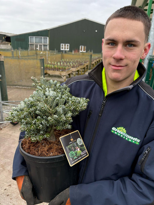 Abies kohouts Icebreaker 8 Litre Pot