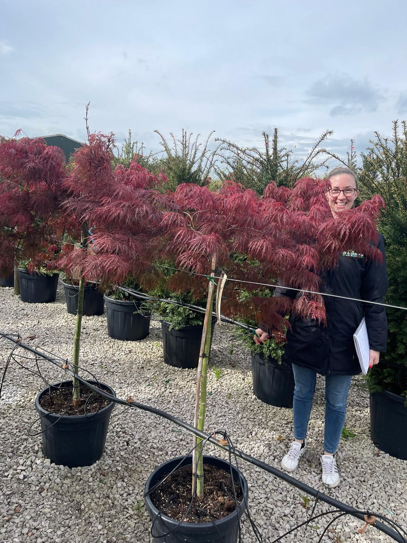 Acer palmatum dissectum Garnet 35 Litre Pot 1/2 Standard