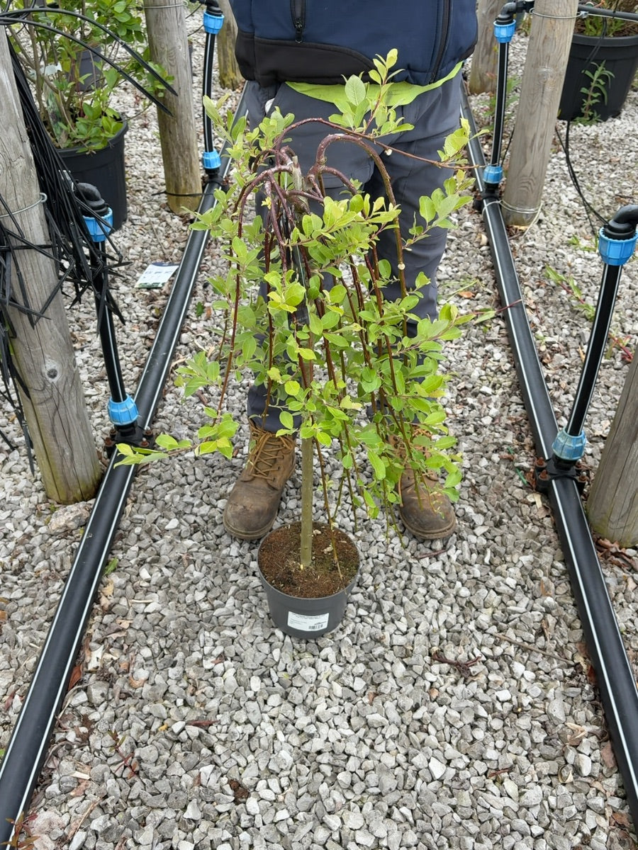 Salix Caprea Kilmarnock 3 Litre Pot 1-4 Std Stem 60cm