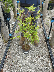 Salix Caprea Kilmarnock 3 Litre Pot 1-4 Std Stem 60cm