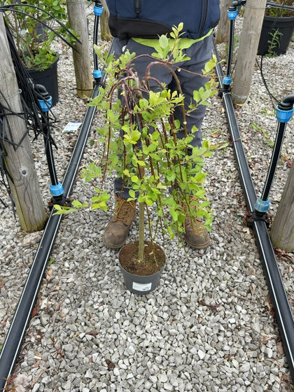 Salix Caprea Kilmarnock 3 Litre Pot 1-4 Std Stem 60cm