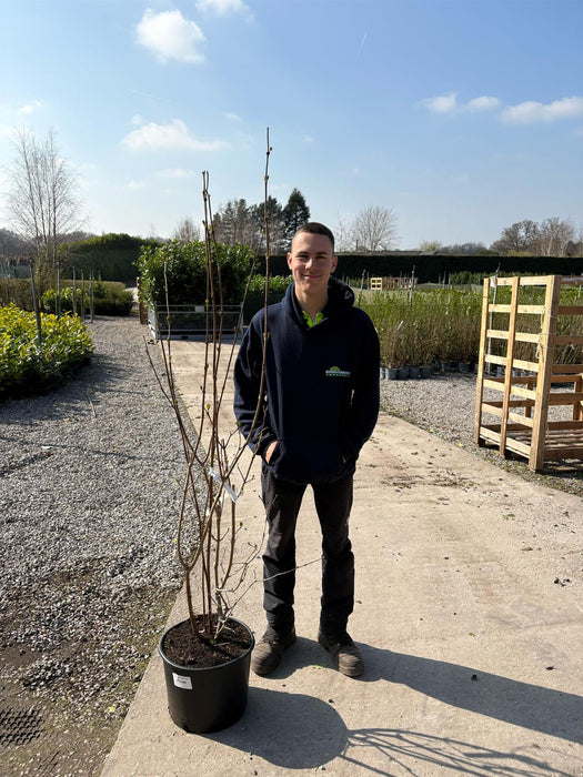 Calycanthus Hartlage Wine 20 Litre Pot 125-150cm