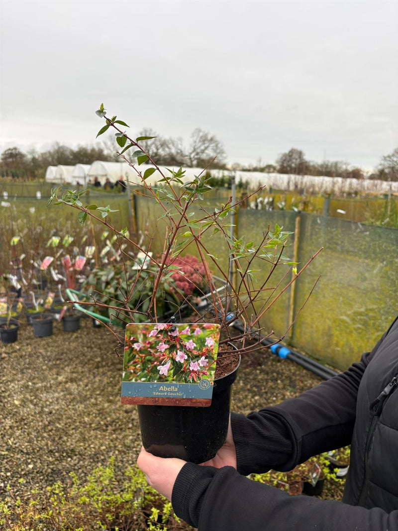 Abelia Edward Goucher 1.5 Litre Pot