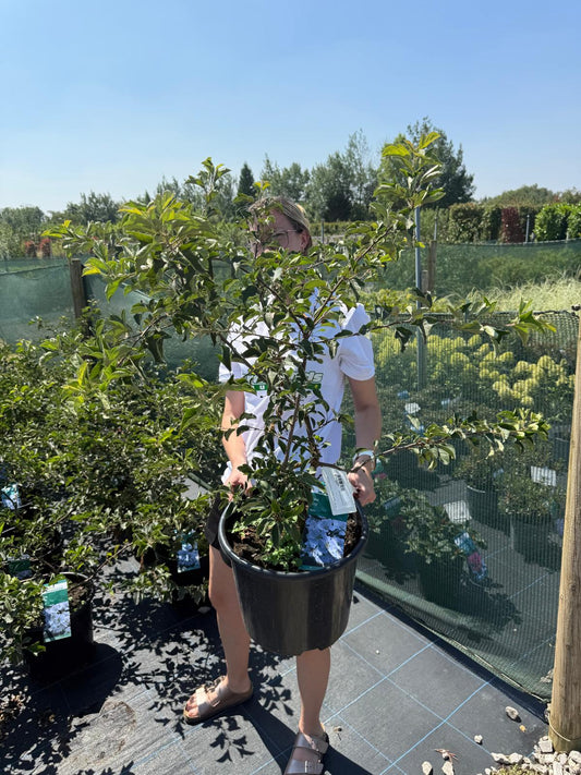 Ornamental Crab Apple Malus Tina 12 Litre Pot