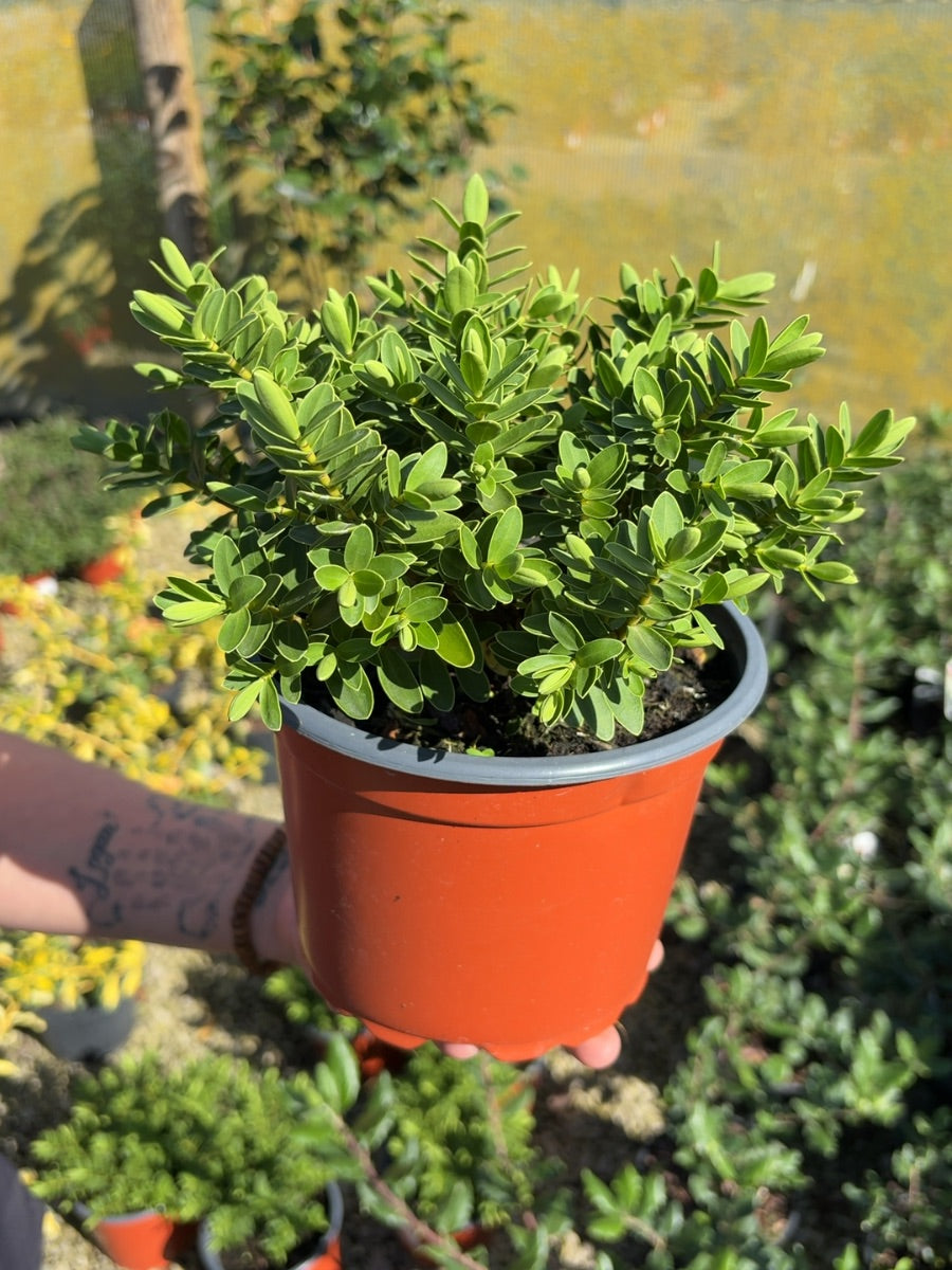 Hebe Wiri Mist 2 Litre Pot