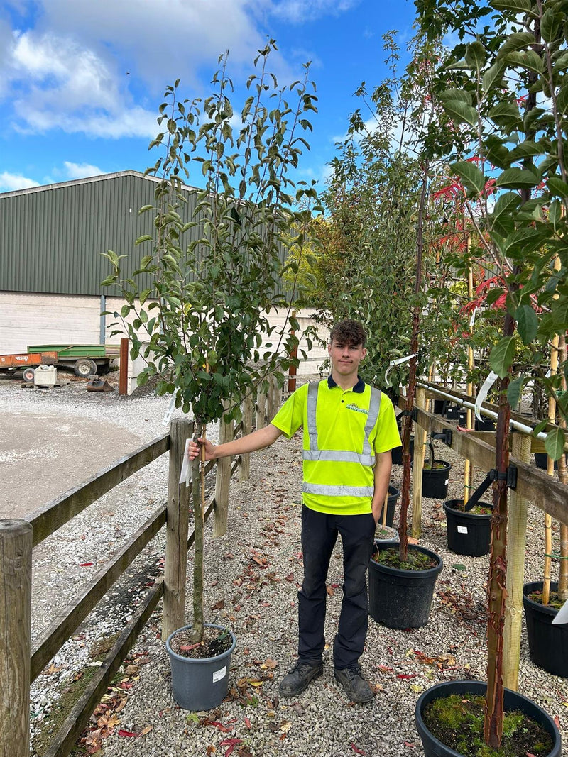 Malus Yellow Siberian Half Standard 30 Litre Pot