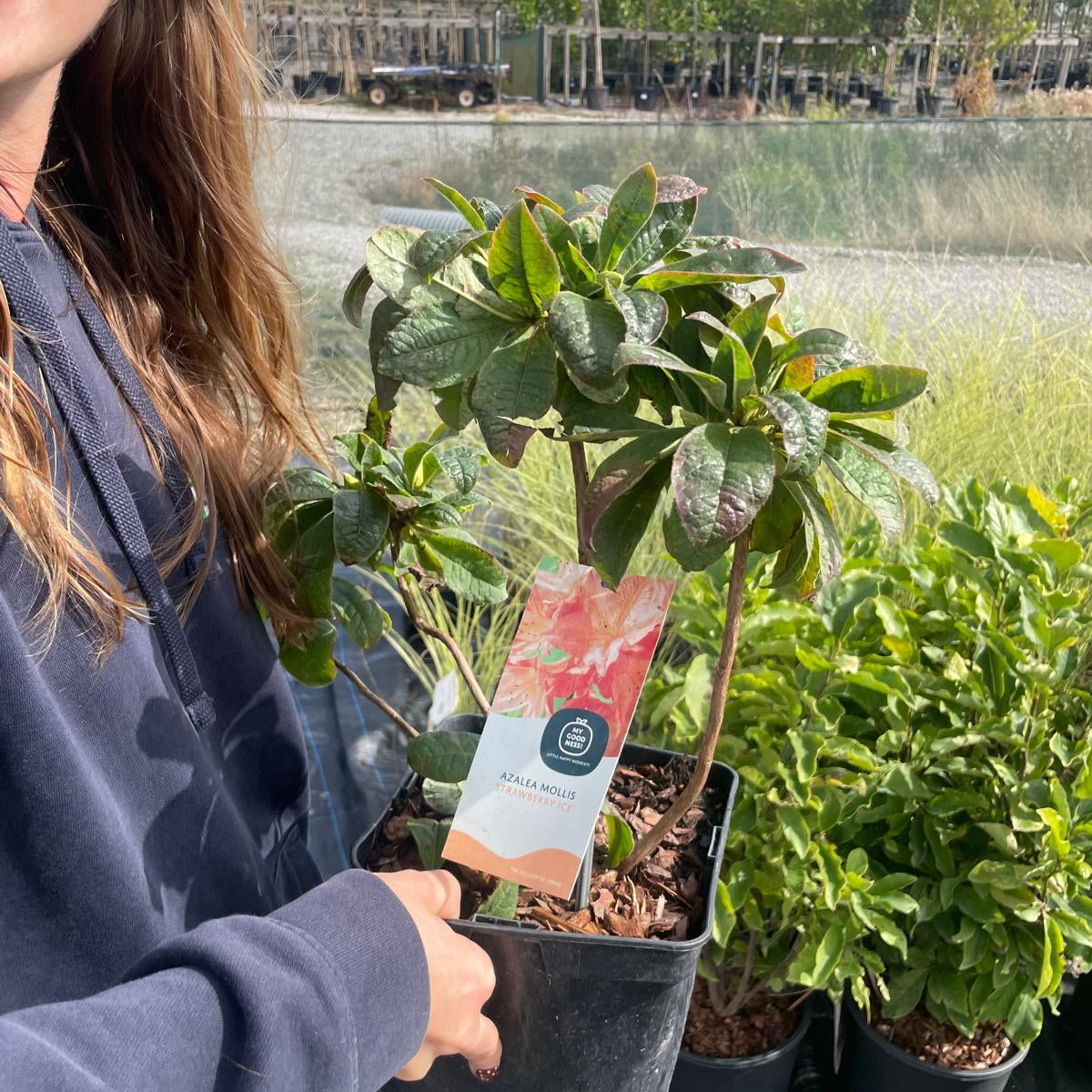 Azalea Knaphill Strawberry Ice 5 Litre Pot — Grasslands Nursery