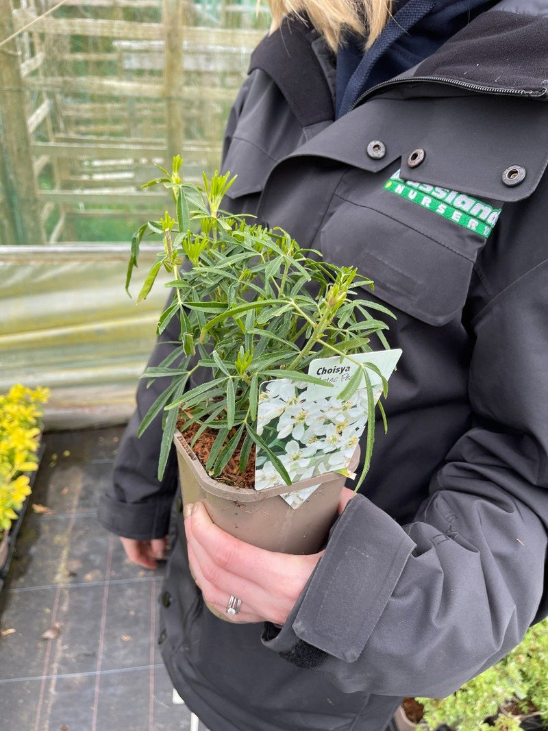Choisya ternata Aztec Peal 3 Litre