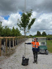 Prunus Kanzan Standard 8-10cm Girth 30 Litre Pot