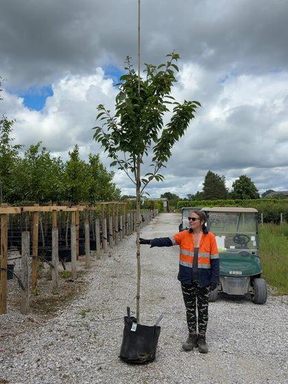 Prunus Kanzan Standard 8-10cm Girth 30 Litre Pot