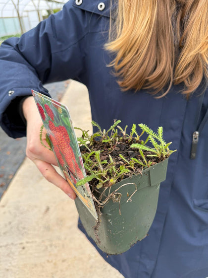 Achillea Milly Rock Red 11cm Pot