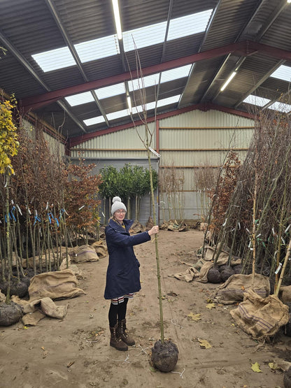 Acer Plat Drummondii 8-10cm Girth