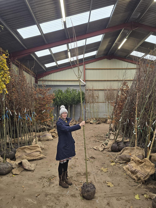 Acer Plat Drummondii 8-10cm Girth