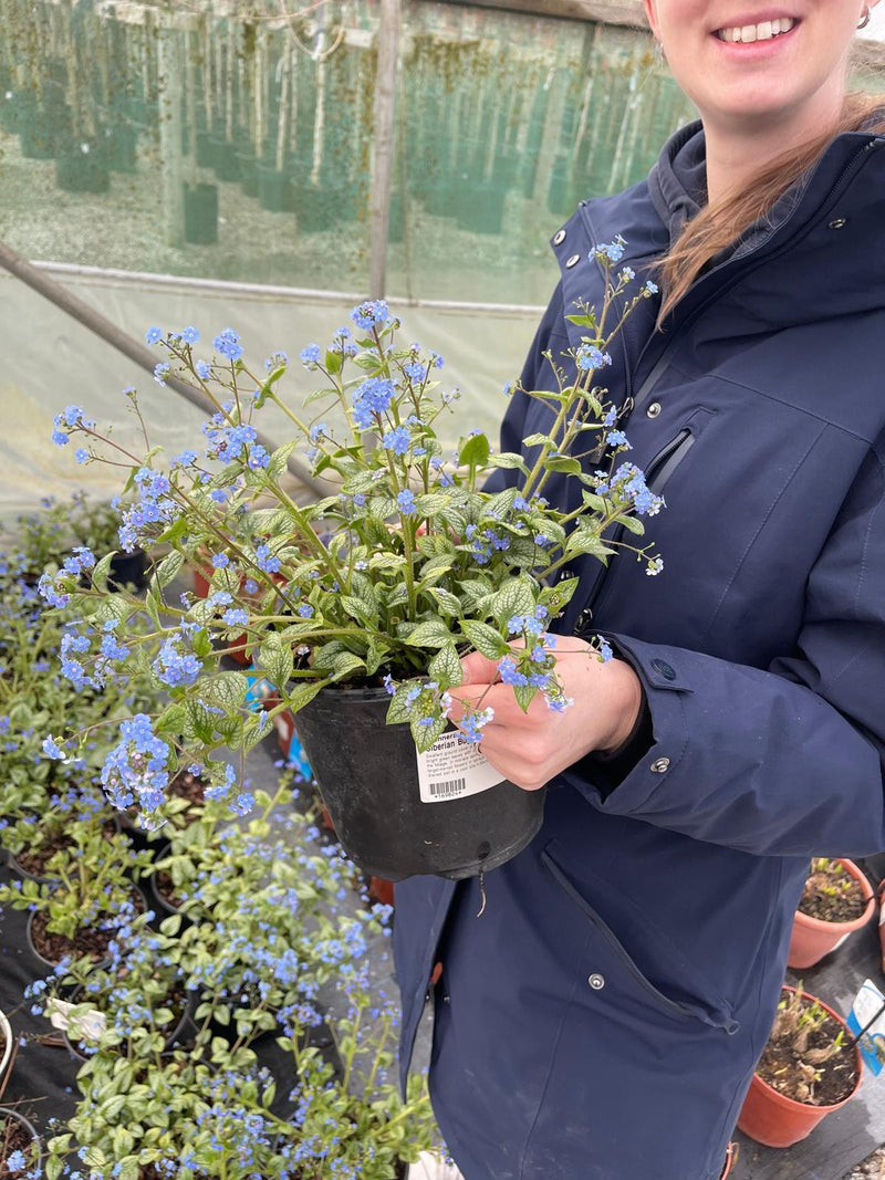 Brunnera macr.Sea Heath 3 Litre Pot