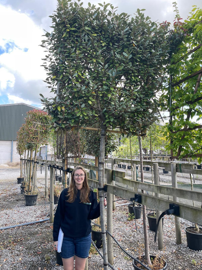 Elaeagnus Ebb. Compacta Pleached 180cm Stem 120x120cm Frame Last 3