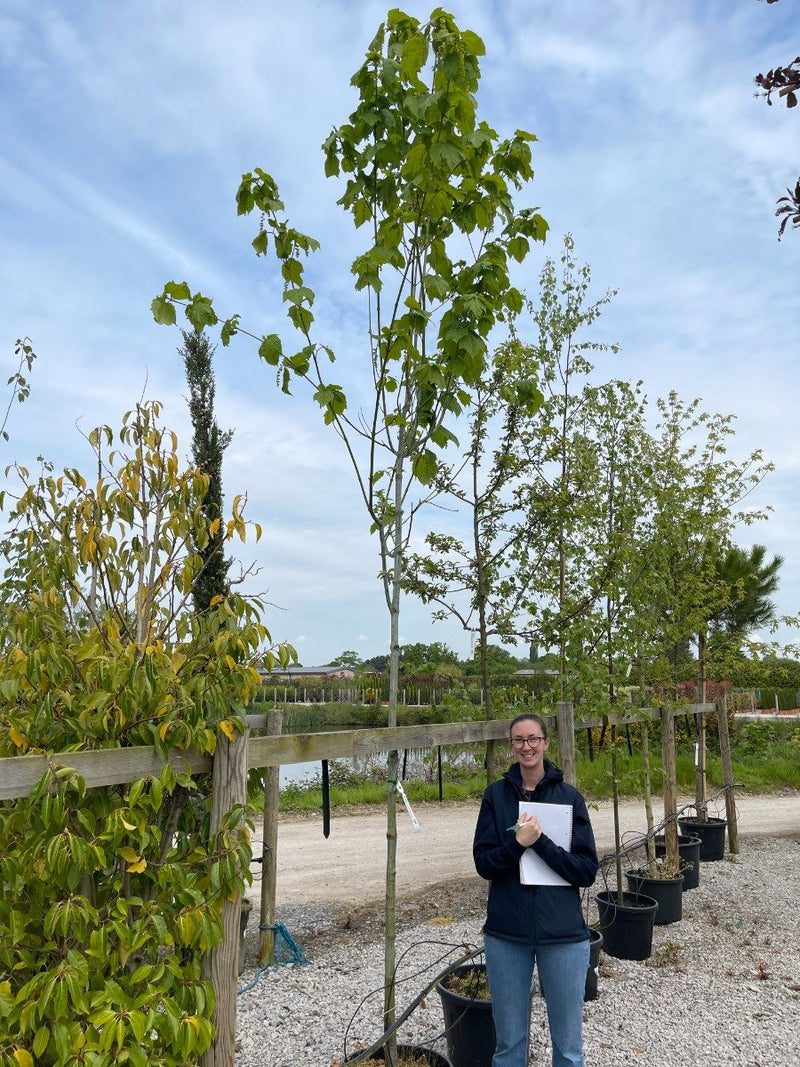 Acer Capillipes Standard 10-12cm Girth 55 Litre Pot