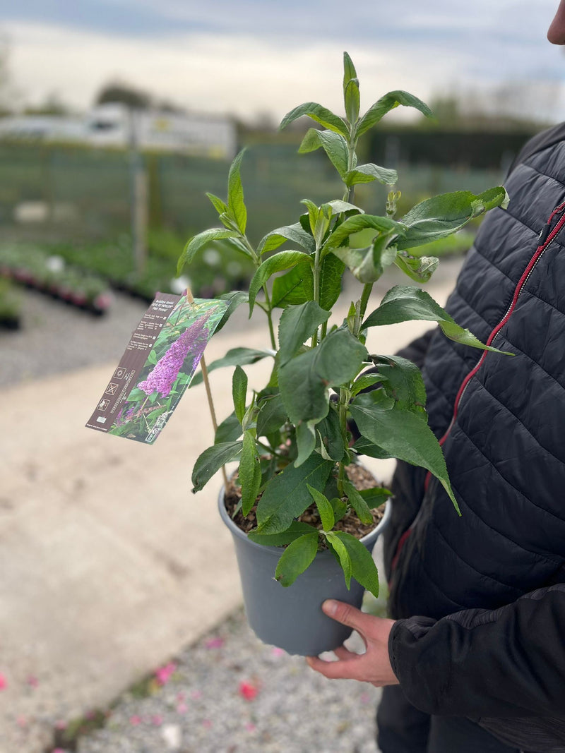 Buddleja d. Reve Papillon Pink 4.5 Litre Pot