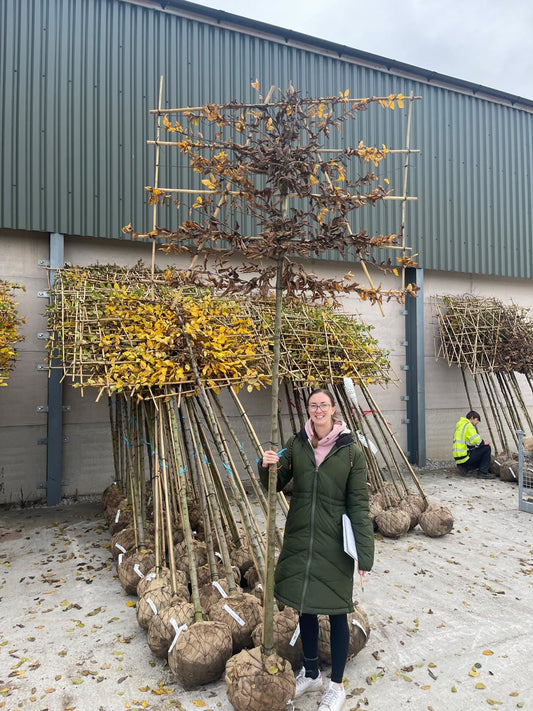 Carpinus B.Pleached 10/12cm G, 200cm Stem, 120cm Tall x 150cm Wide Root Ball Delivery From November