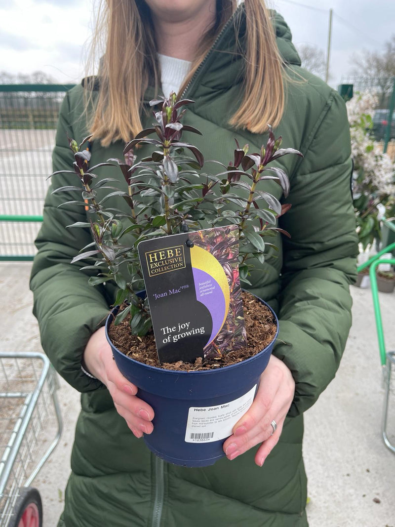 Hebe Joan Mac 2 Litre Pot