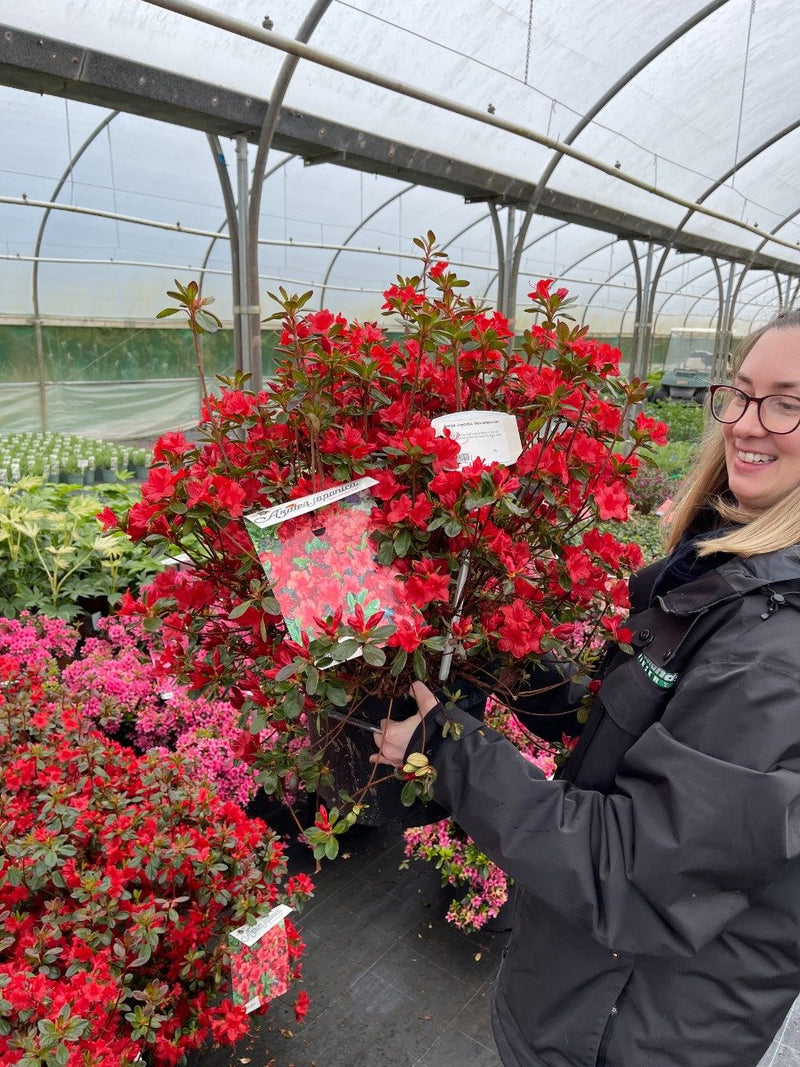 Azalea Japonica Thierry 10 Litre Pot