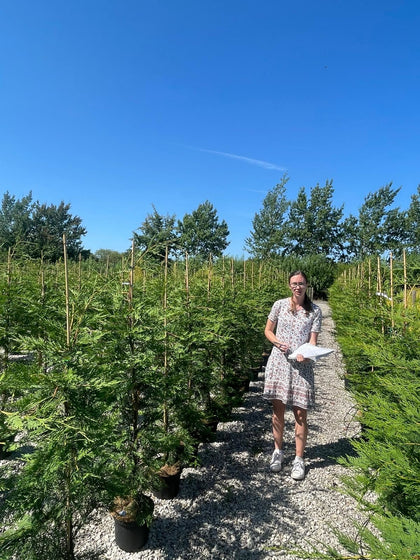 Green Leylandii Hedging 10 Litre Pot