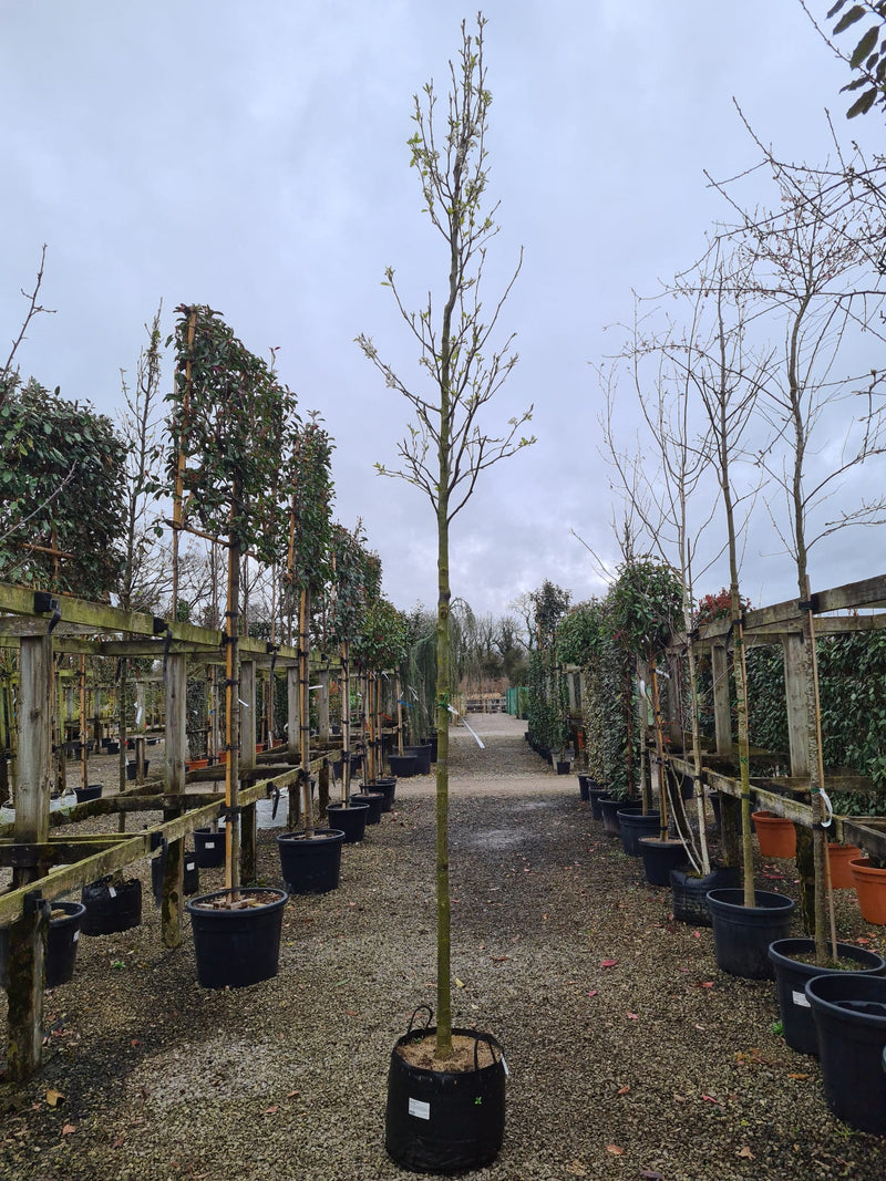 Pyrus Chanticleer Standard 10/12cm Girth Pot Grown