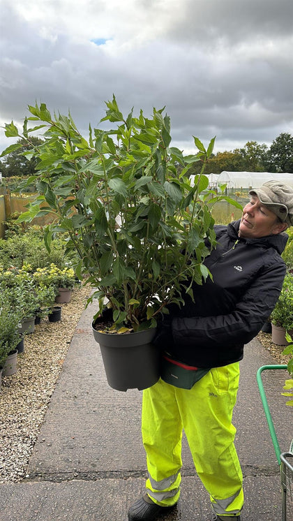 Hydrangea paniculata Kyushu 12 Litre Pot 100/125cm