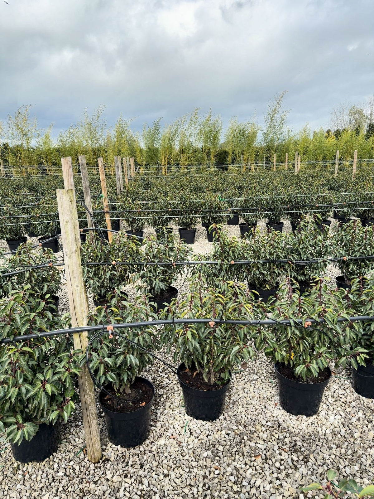 Portuguese Laurel Angustifolia 10 Litre Pot 80-90cm