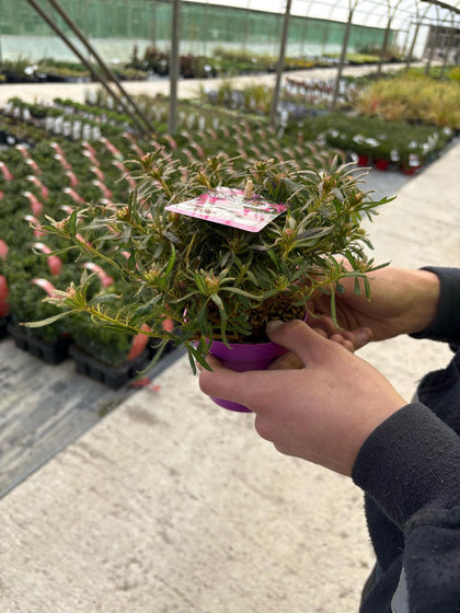 Azalea StarStyle Lilac 1.5 Litre Pot Delivery March