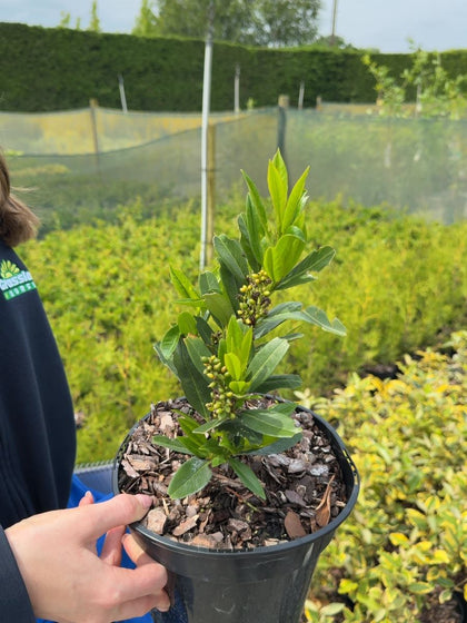 Prunus laurocerasus Otto Luyken  3 Litre Pot