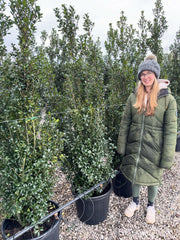 Ilex mes. Heckenpracht 160/180cm Pre Order/Ready For June