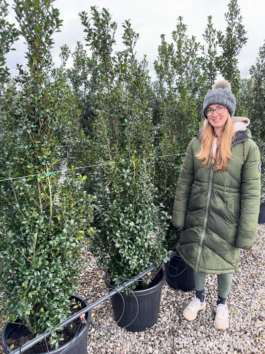 Ilex mes. Heckenpracht 160/180cm
