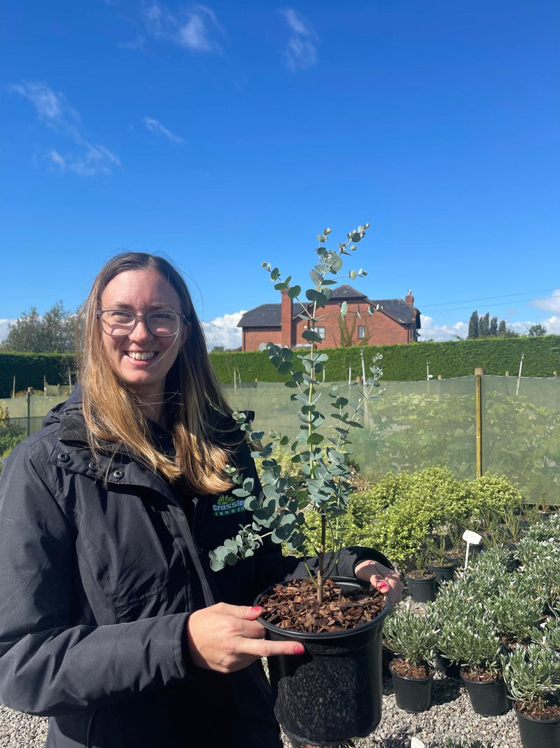 Eucalyptus Gunnii 3 Litre Pot