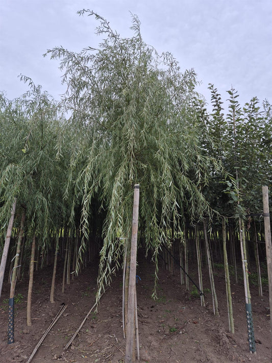 Salix x sep. Tristis Chrysocoma 8/10cm Girth Root Ball Delivery From November Onwards