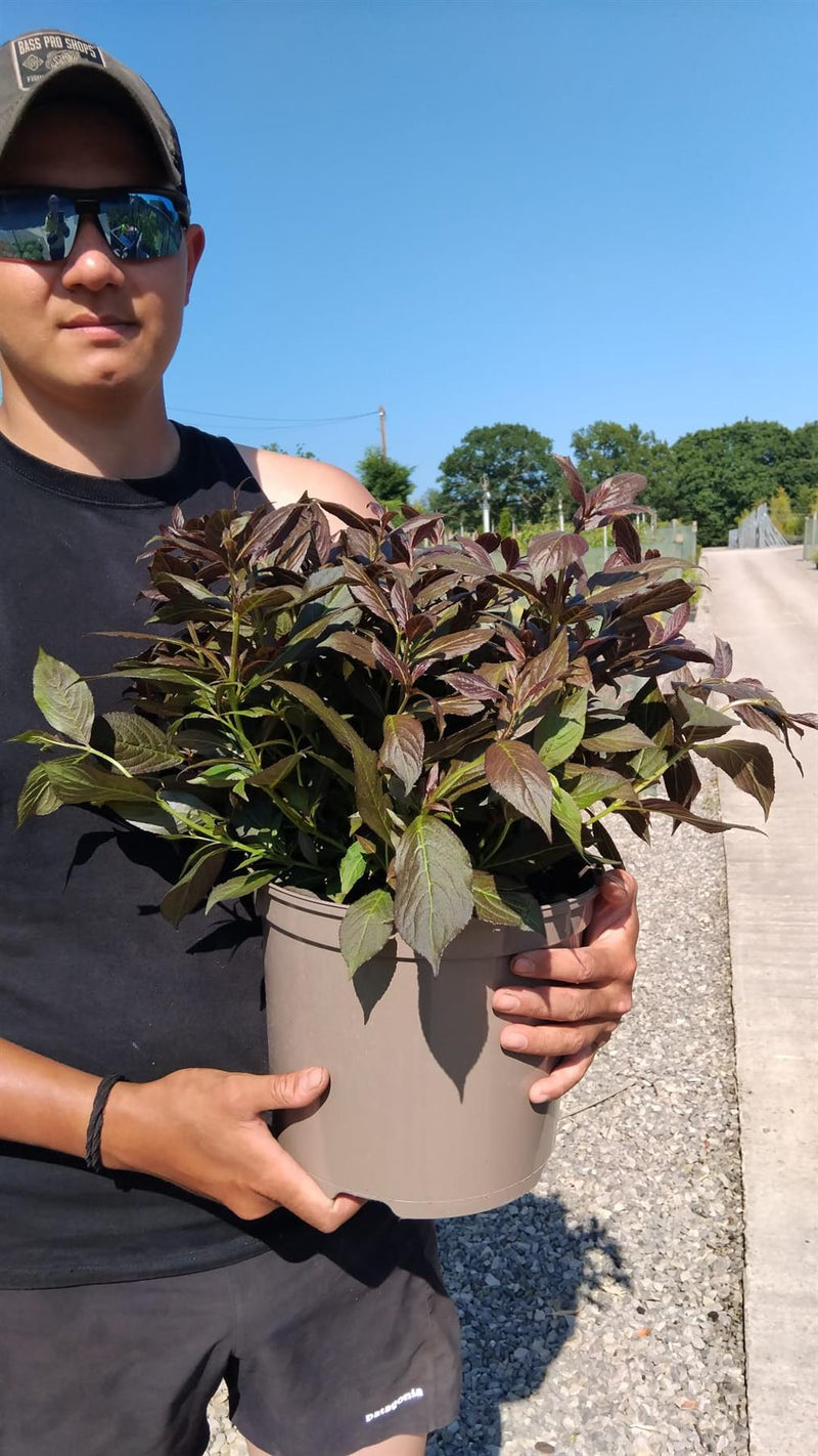 Weigela Florida Minor Black 7.5 Litre Pot