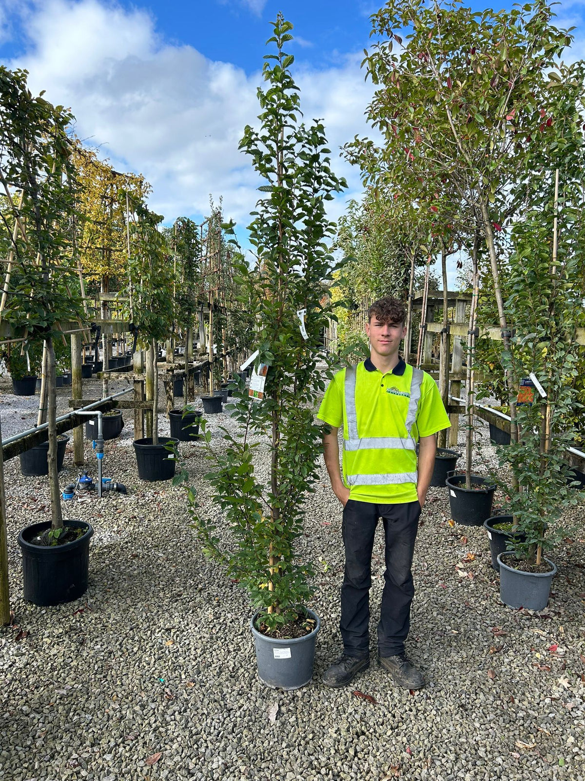 Carpinus Betulus Orange Retz 30 Litre