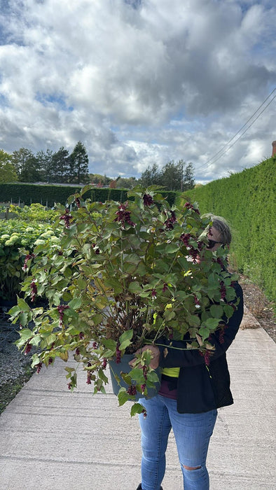 Leycesteria Purple Rain 10 Litre Pot
