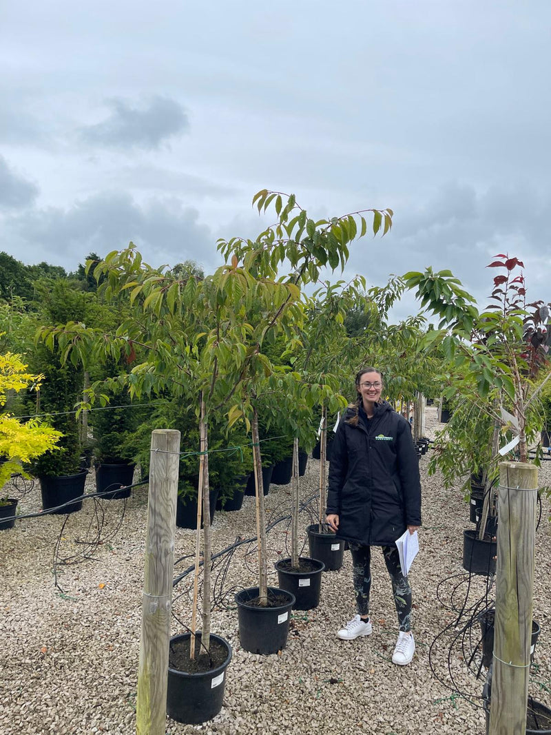 Prunus kurliensis Ruby 20 Litre Pot