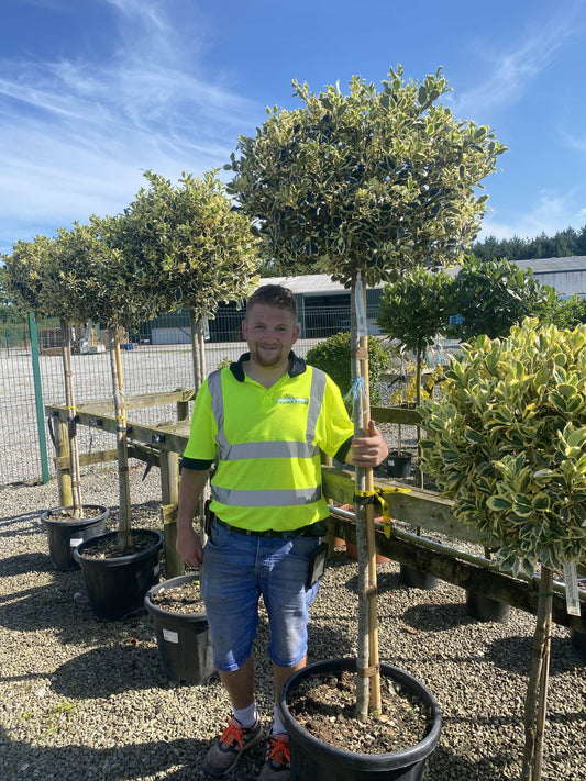 Ilex Aquifolium Argentea Marginata 110 cm - 65 Litre Heavy Half Standard