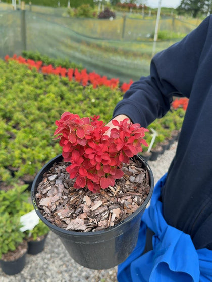 Berberis thunbergii 'Ruby Star' - Japanese Barberry 3 Litre Pot