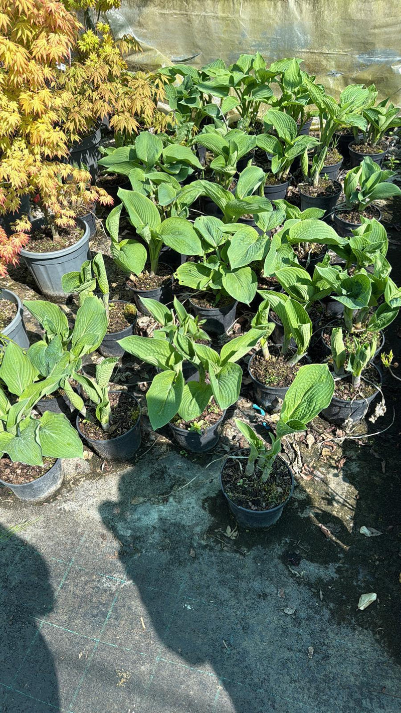 Hosta Big Daddy 3 Litre Pot