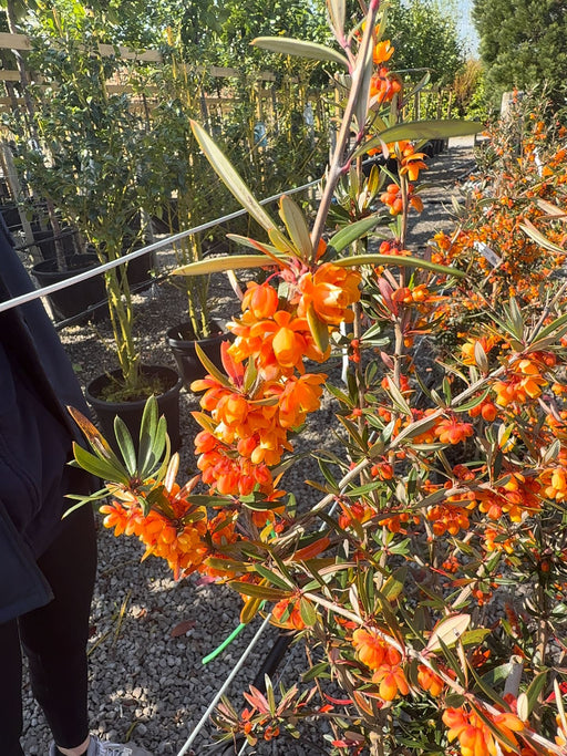 Berberis lin. Orange King 20 Litre Pot 100/125cm Tall