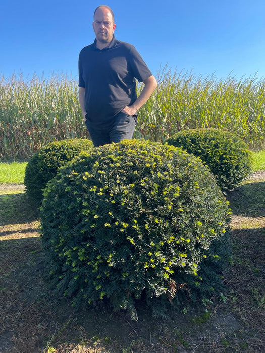 Yew Dome110-120cm Wide 230 Litre Pot