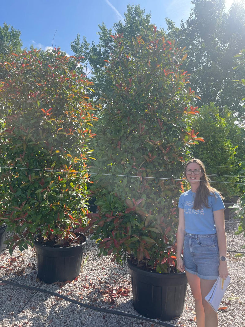 Photinia Red Robin 250cm Super Sized
